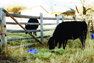 Fenceline Weaning: Low-Stress Weaning Method